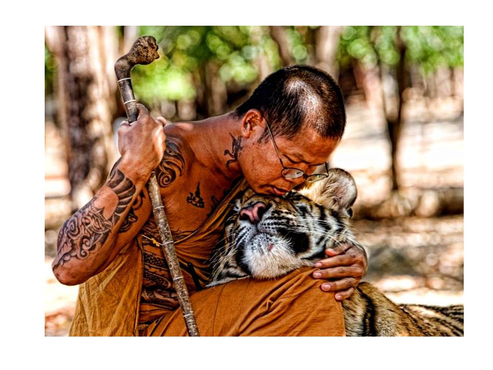 Добрый по натуре. Тигр демотиватор. Желание тигра. Тигр в буддизме. Рассказ Будды про тигра.