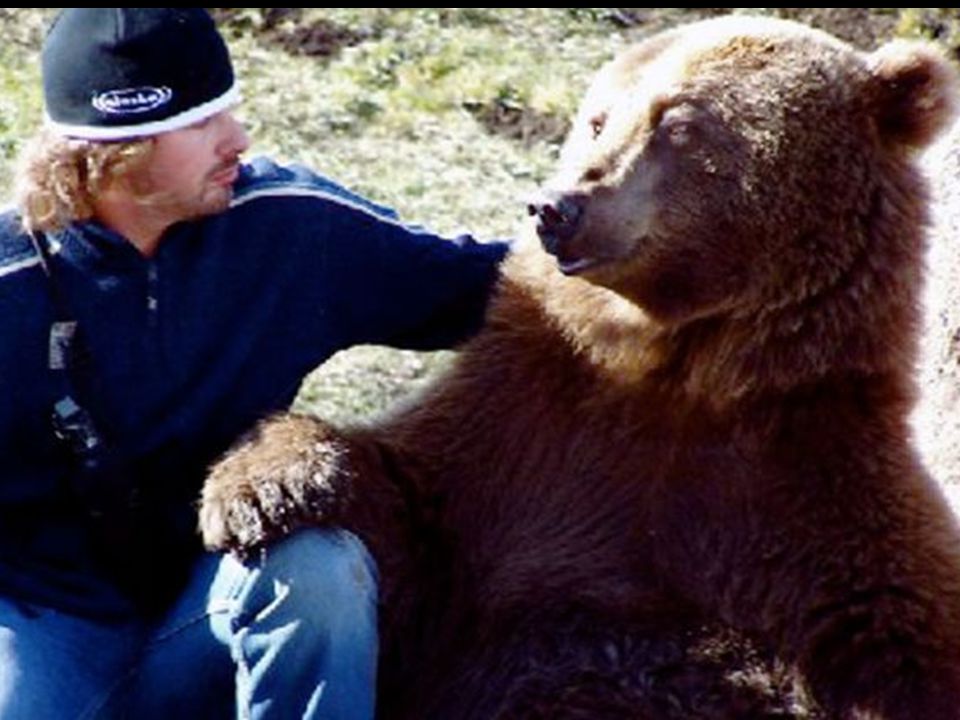 Дай лапу друг медведь