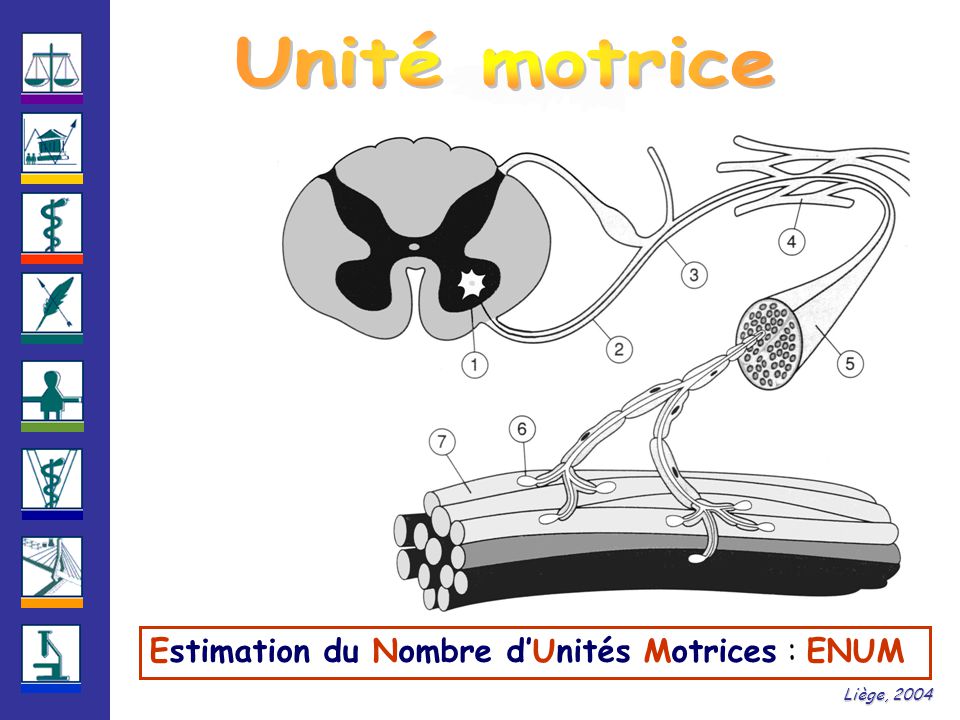 Estimation du Nombre d’Unités Motrices : ENUM Liège, 2004