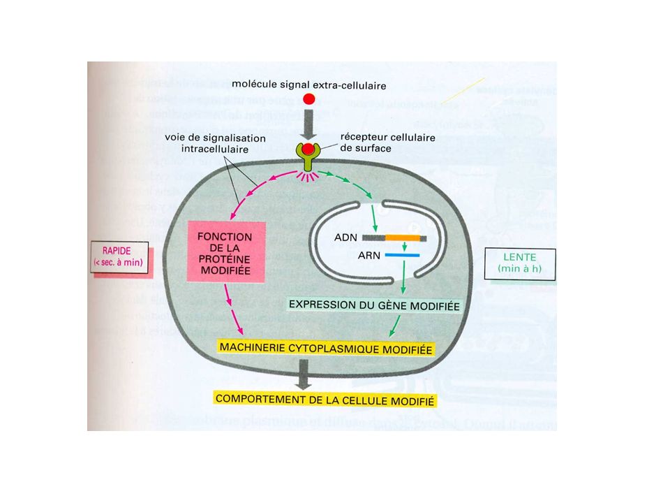 11.3 Signaux transmis par des récepteurs intracellulaires [11. Introduction  à la signalisation cellulaire [biologie cellulaire]]