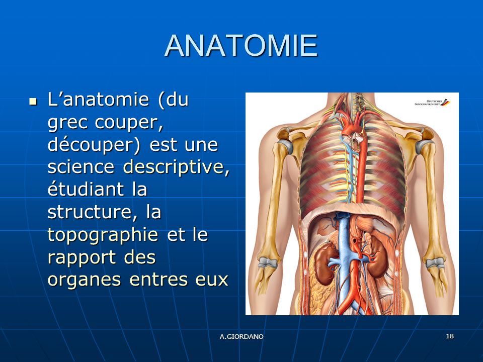 A.GIORDANO 18 ANATOMIE Lanatomie (du grec couper, découper) est une science descriptive, étudiant la structure, la topographie et le rapport des organes entres eux