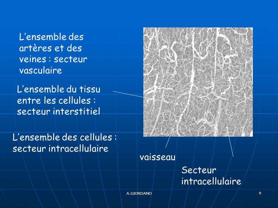 A.GIORDANO 9 vaisseau Lensemble des artères et des veines : secteur vasculaire Lensemble du tissu entre les cellules : secteur interstitiel Lensemble des cellules : secteur intracellulaire Secteur intracellulaire