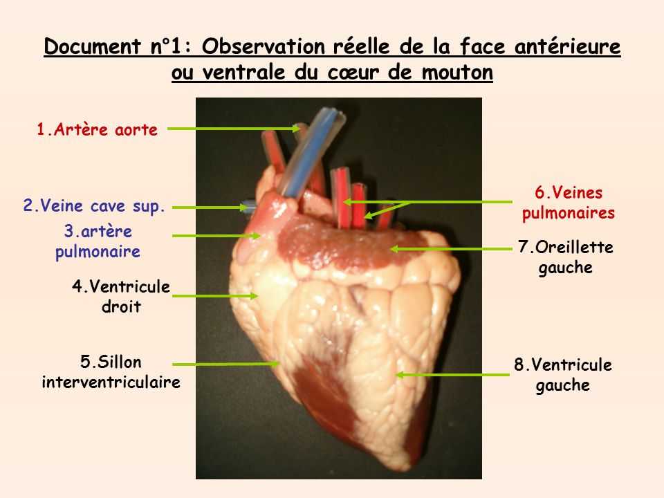 Document n°1: Observation réelle de la face antérieure ou ventrale du cœur de mouton 1.Artère aorte 2.Veine cave sup.
