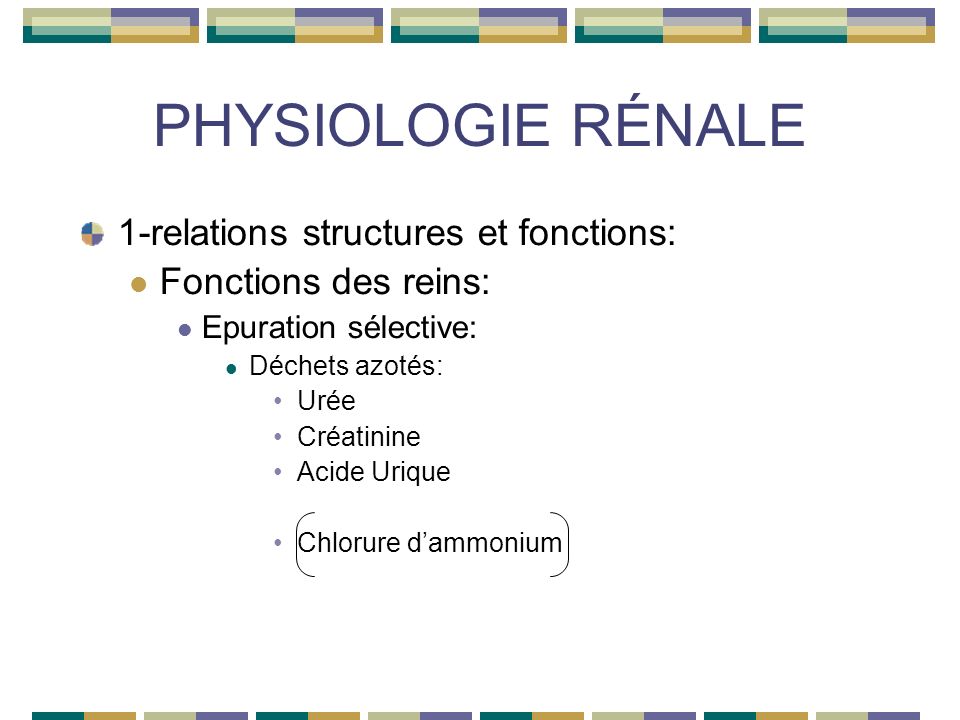 PHYSIOLOGIE RÉNALE 1-relations structures et fonctions: Fonctions des reins: Epuration sélective: Déchets azotés: Urée Créatinine Acide Urique Chlorure dammonium