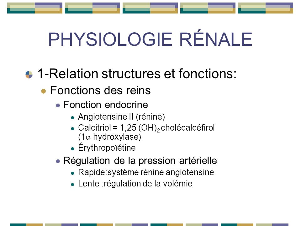 PHYSIOLOGIE RÉNALE 1-Relation structures et fonctions: Fonctions des reins Fonction endocrine Angiotensine II (rénine) Calcitriol = 1,25 (OH) 2 cholécalcéfirol (1 hydroxylase) Érythropoïétine Régulation de la pression artérielle Rapide:système rénine angiotensine Lente :régulation de la volémie