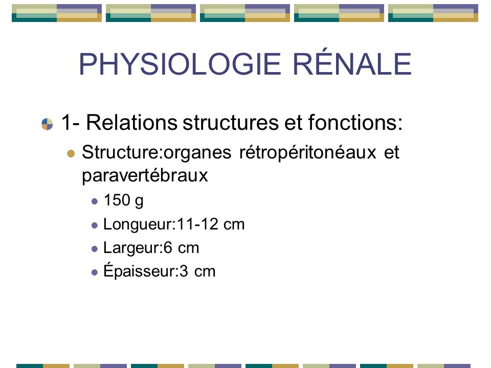 PHYSIOLOGIE RÉNALE 1- Relations structures et fonctions: Structure:organes rétropéritonéaux et paravertébraux 150 g Longueur:11-12 cm Largeur:6 cm Épaisseur:3 cm