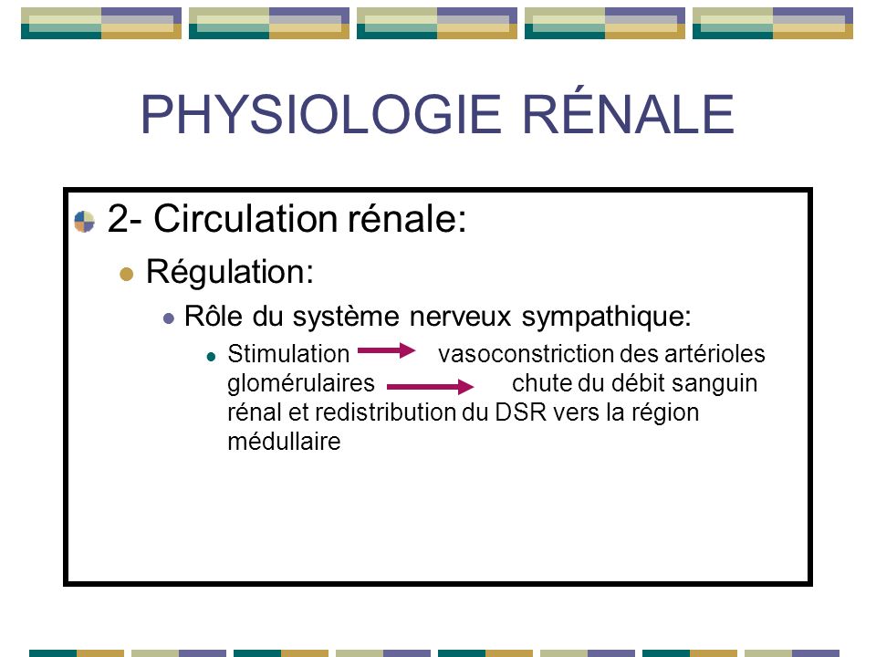 PHYSIOLOGIE RÉNALE 2- Circulation rénale: Régulation: Rôle du système nerveux sympathique: Stimulation vasoconstriction des artérioles glomérulaireschute du débit sanguin rénal et redistribution du DSR vers la région médullaire