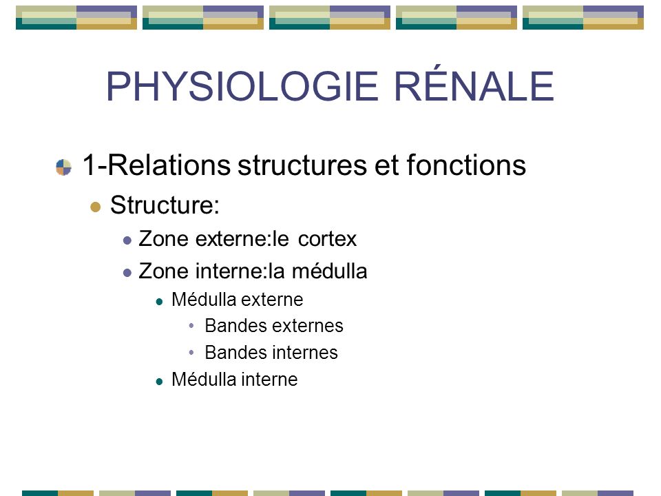 PHYSIOLOGIE RÉNALE 1-Relations structures et fonctions Structure: Zone externe:le cortex Zone interne:la médulla Médulla externe Bandes externes Bandes internes Médulla interne