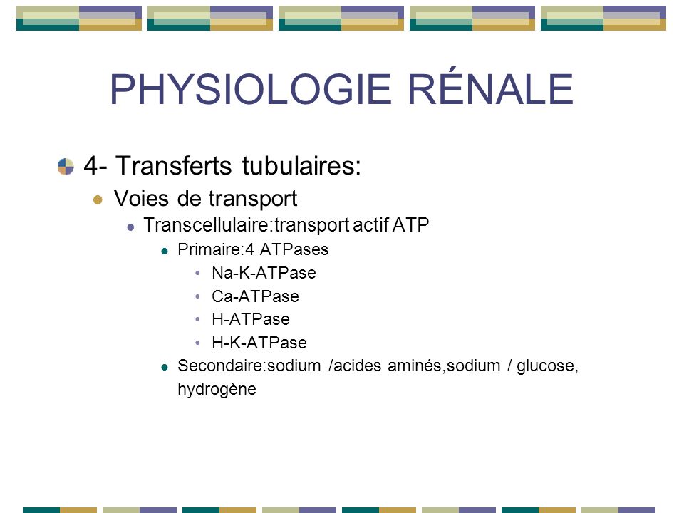 PHYSIOLOGIE RÉNALE 4- Transferts tubulaires: Voies de transport Transcellulaire:transport actif ATP Primaire:4 ATPases Na-K-ATPase Ca-ATPase H-ATPase H-K-ATPase Secondaire:sodium /acides aminés,sodium / glucose, hydrogène