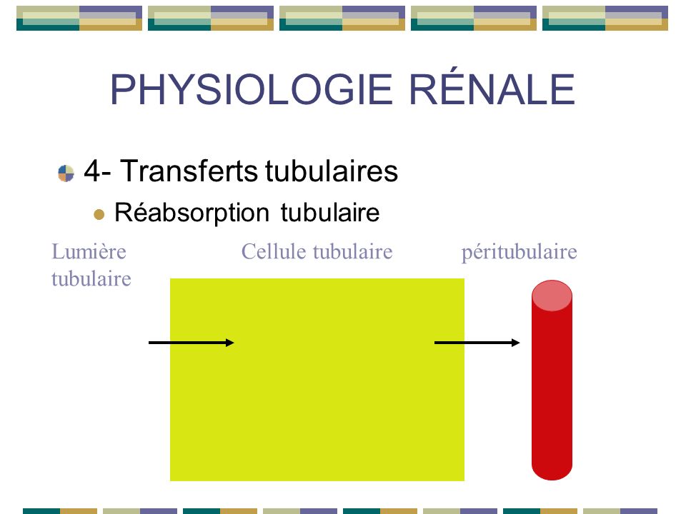 PHYSIOLOGIE RÉNALE 4- Transferts tubulaires Réabsorption tubulaire Lumière tubulaire péritubulaireCellule tubulaire