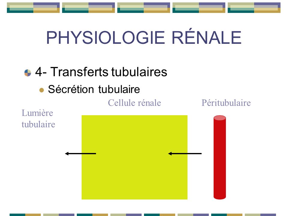 PHYSIOLOGIE RÉNALE 4- Transferts tubulaires Sécrétion tubulaire Lumière tubulaire Cellule rénalePéritubulaire