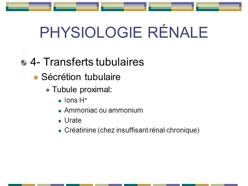 PHYSIOLOGIE RÉNALE 4- Transferts tubulaires Sécrétion tubulaire Tubule proximal: Ions H + Ammoniac ou ammonium Urate Créatinine (chez insuffisant rénal chronique)