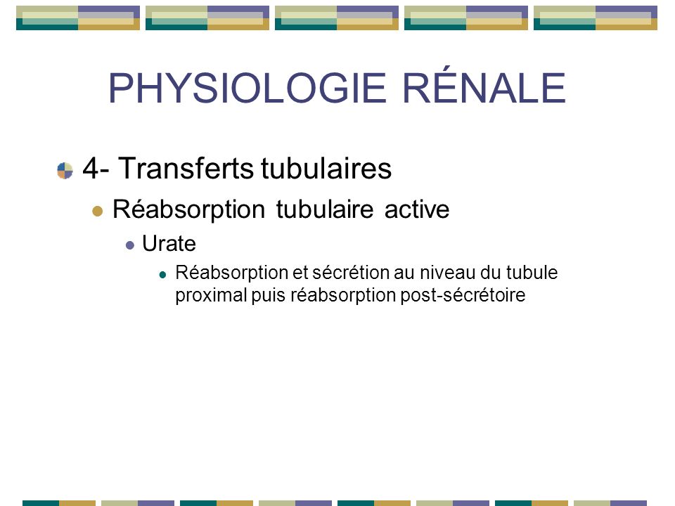 PHYSIOLOGIE RÉNALE 4- Transferts tubulaires Réabsorption tubulaire active Urate Réabsorption et sécrétion au niveau du tubule proximal puis réabsorption post-sécrétoire