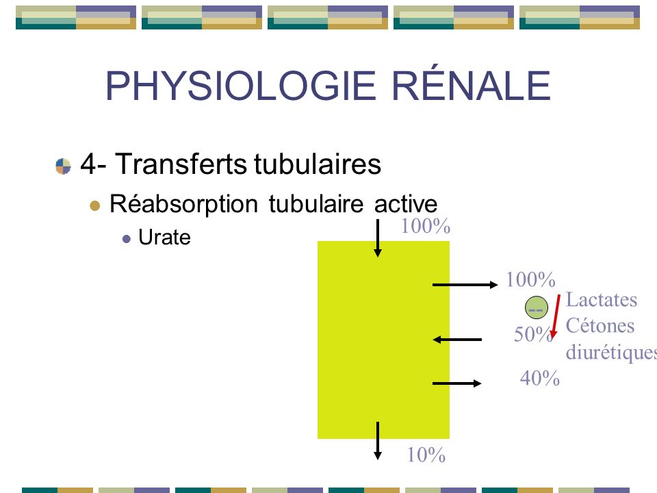 PHYSIOLOGIE RÉNALE 4- Transferts tubulaires Réabsorption tubulaire active Urate 100% 50% 40% 10% Lactates Cétones diurétiques --