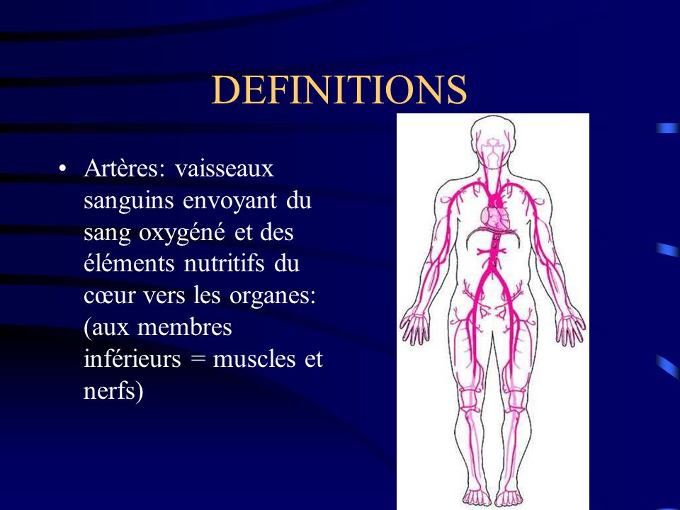 DEFINITIONS Artères: vaisseaux sanguins envoyant du sang oxygéné et des éléments nutritifs du cœur vers les organes: (aux membres inférieurs = muscles et nerfs)