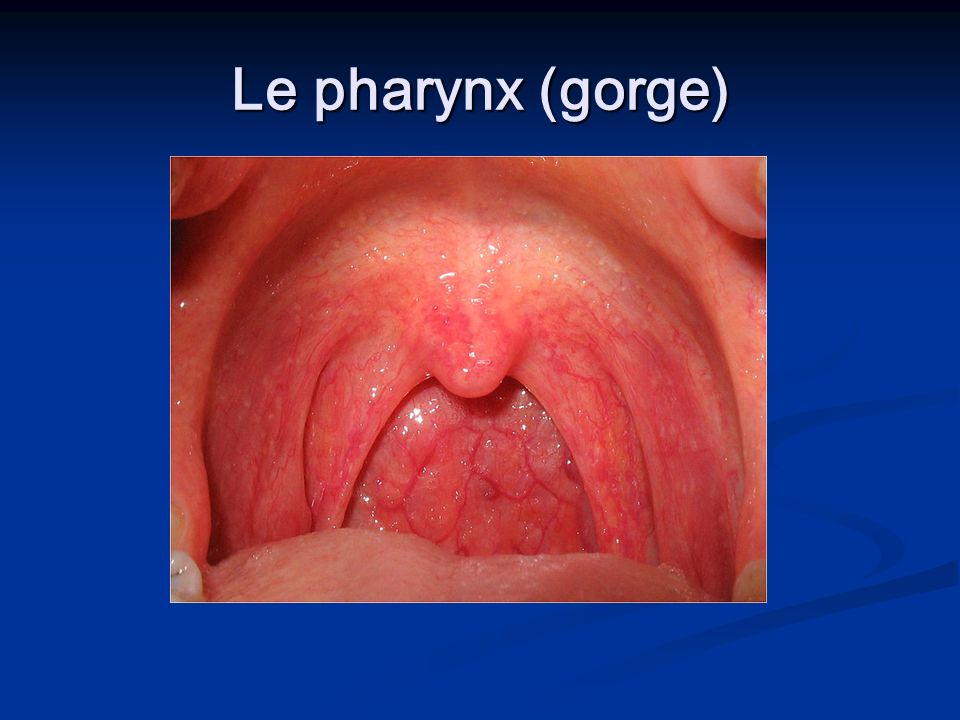 Le pharynx (gorge)