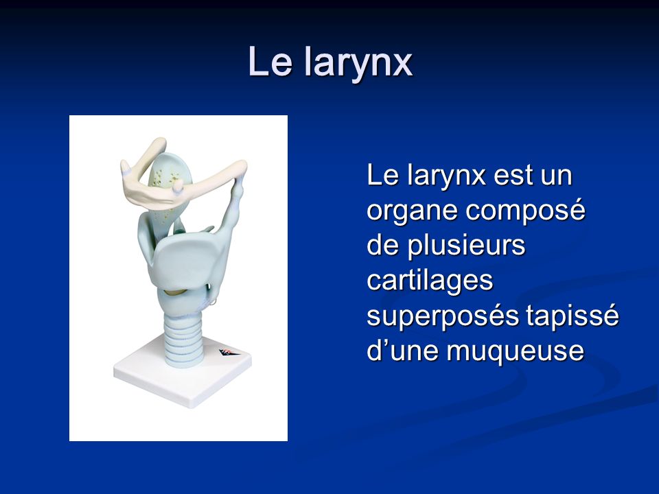 Le larynx Le larynx est un organe composé de plusieurs cartilages superposés tapissé dune muqueuse