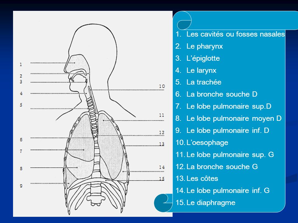 1.Les cavités ou fosses nasales 2.Le pharynx 3.Lépiglotte 4.Le larynx 5.La trachée 6.La bronche souche D 7.Le lobe pulmonaire sup.D 8.Le lobe pulmonaire moyen D 9.Le lobe pulmonaire inf.