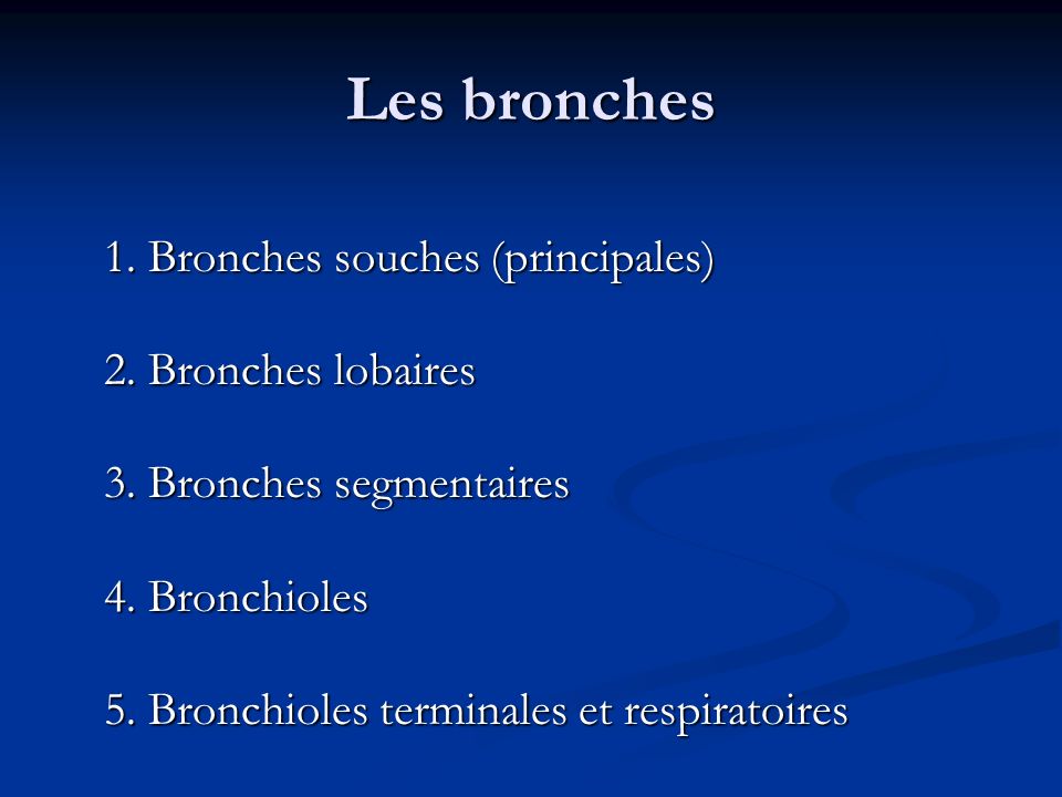 Les bronches 1. Bronches souches (principales) 2.