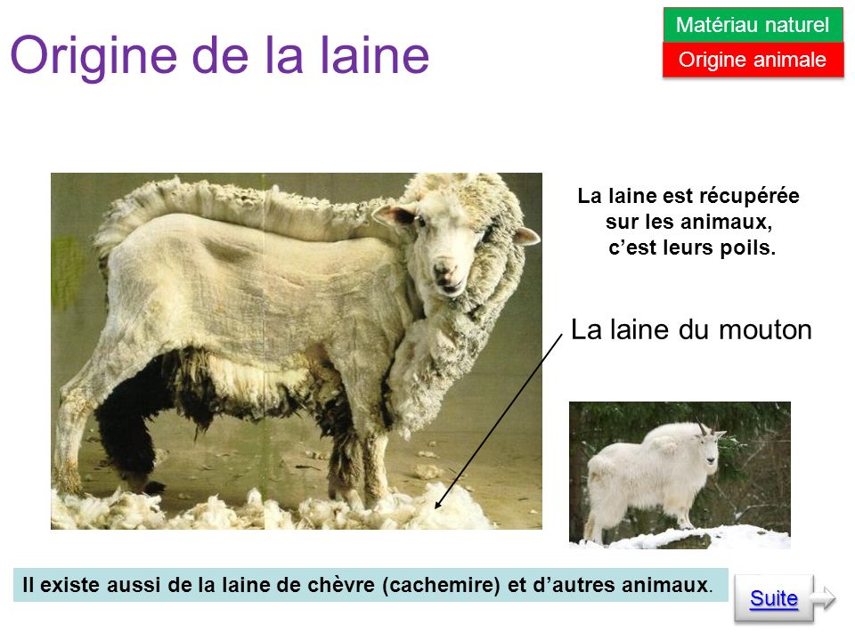 Origine de la laine Il existe aussi de la laine de chèvre (cachemire) et dautres animaux.