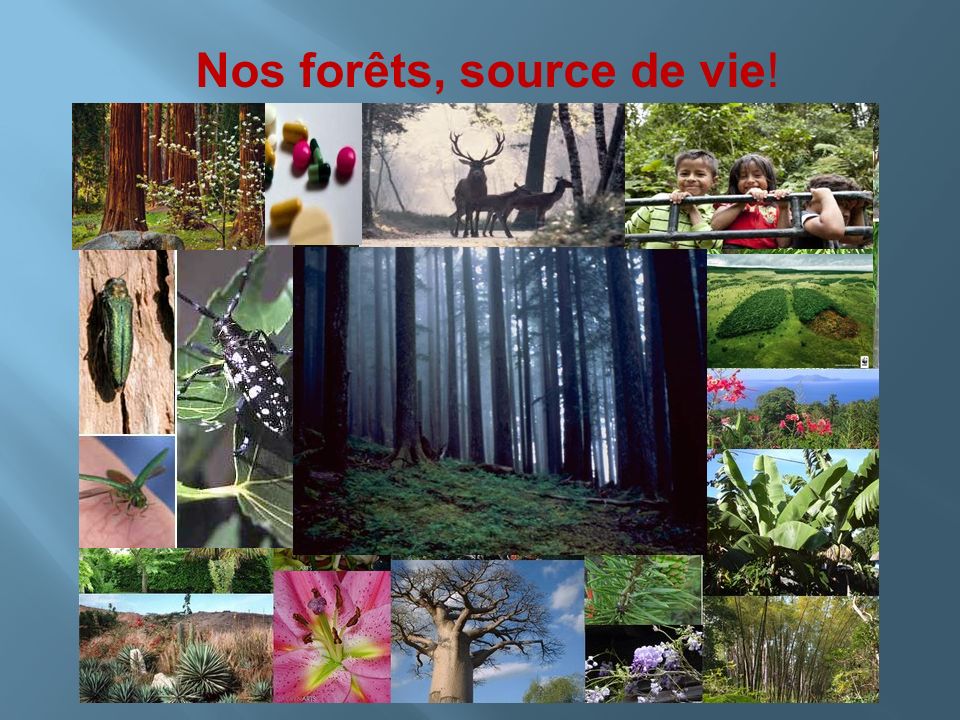 Nos forêts, source de vie!