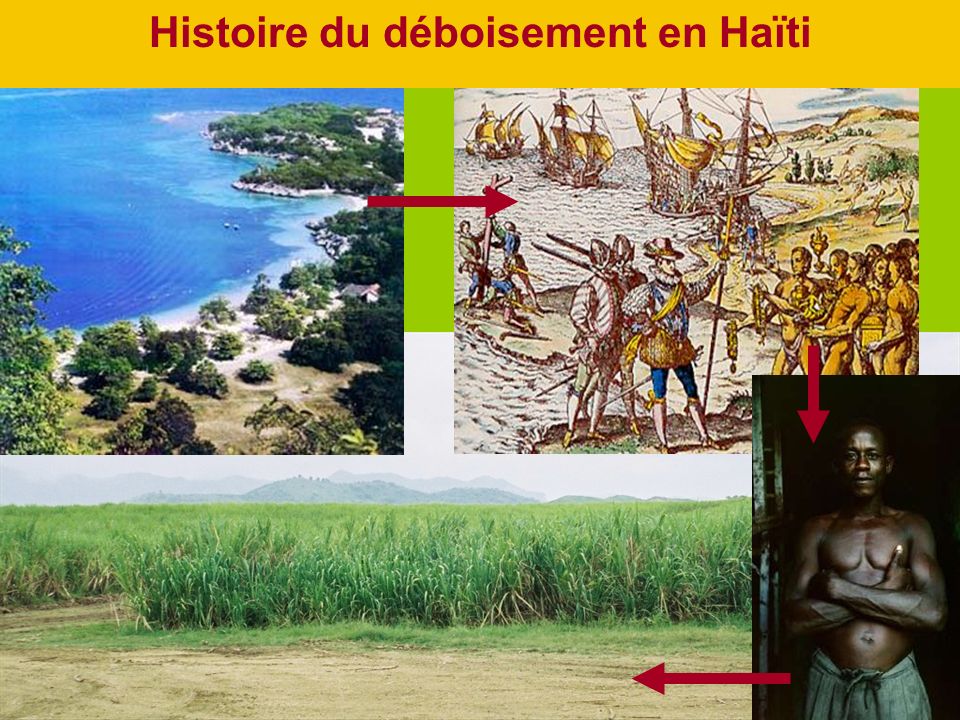 Histoire du déboisement en Haïti