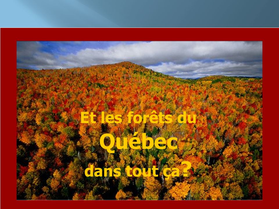 Et les forêts du Québec dans tout ça