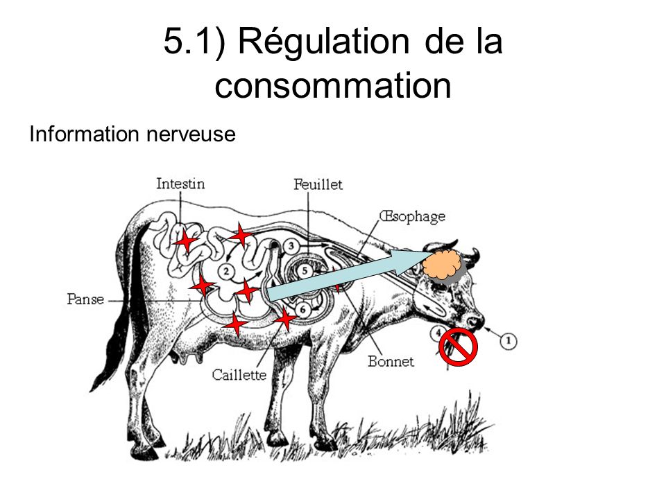 5.1) Régulation de la consommation Information nerveuse
