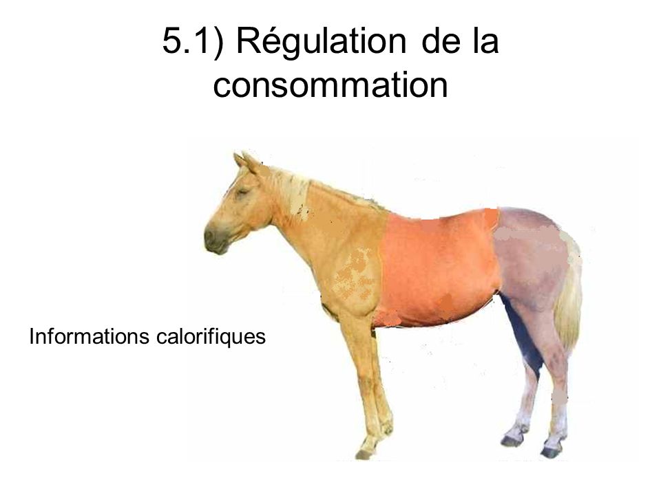 5.1) Régulation de la consommation Informations calorifiques