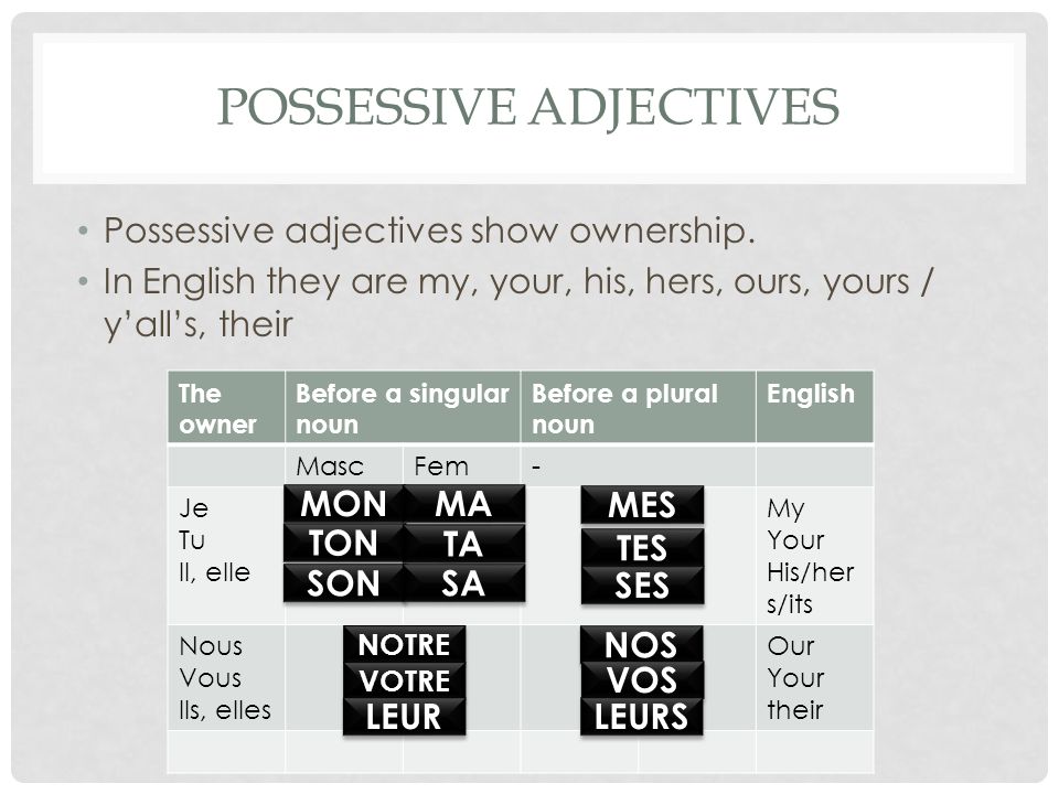 POSSESSIVE ADJECTIVES Possessive adjectives show ownership.