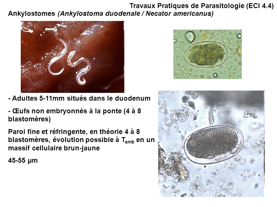 Ankylostomes (Ankylostoma duodenale / Necator americanus) Travaux Pratiques de Parasitologie (ECI 4.4) - Adultes 5-11mm situés dans le duodenum - Œufs non embryonnés à la ponte (4 à 8 blastomères) Paroi fine et réfringente, en théorie 4 à 8 blastomères, évolution possible à T amb en un massif cellulaire brun-jaune µm