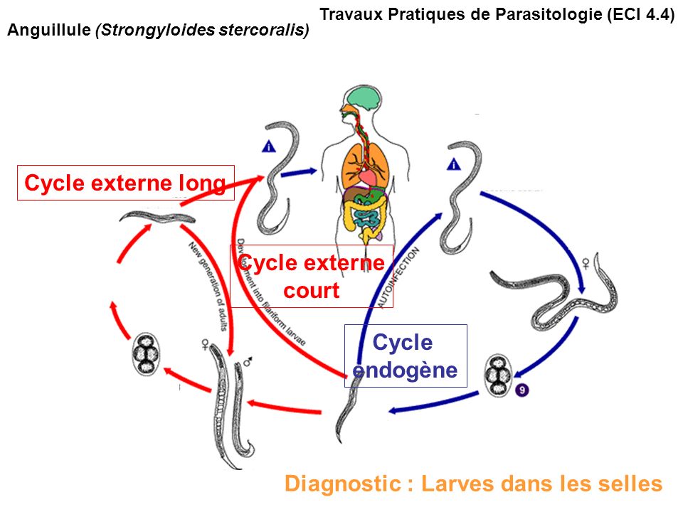 Cycle externe long Cycle externe court Cycle endogène Travaux Pratiques de Parasitologie (ECI 4.4) Anguillule (Strongyloides stercoralis) Diagnostic : Larves dans les selles