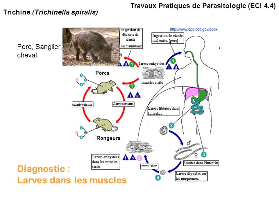 Travaux Pratiques de Parasitologie (ECI 4.4) Trichine (Trichinella spiralis) Porc, Sanglier, cheval Diagnostic : Larves dans les muscles