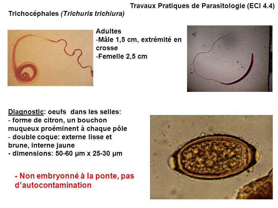Trichocéphales (Trichuris trichiura) Travaux Pratiques de Parasitologie (ECI 4.4) Diagnostic: oeufs dans les selles: - forme de citron, un bouchon muqueux proéminent à chaque pôle - double coque: externe lisse et brune, interne jaune - dimensions: µm x µm - Non embryonné à la ponte, pas dautocontamination Adultes -Mâle 1,5 cm, extrémité en crosse -Femelle 2,5 cm