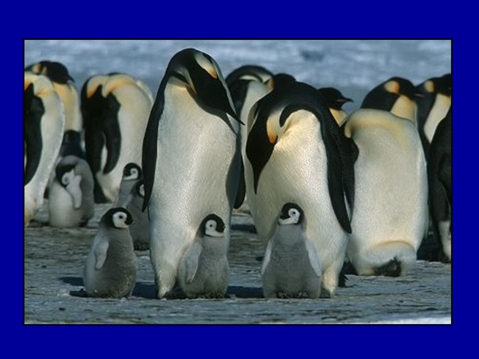 Почему пингвины живут