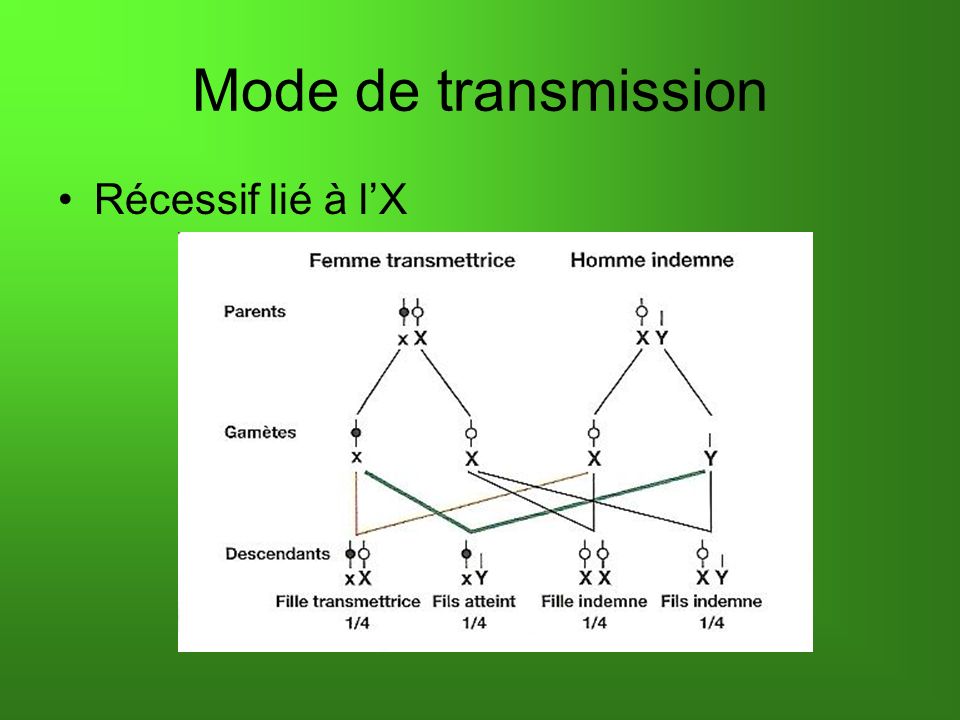 Mode de transmission Récessif lié à lX