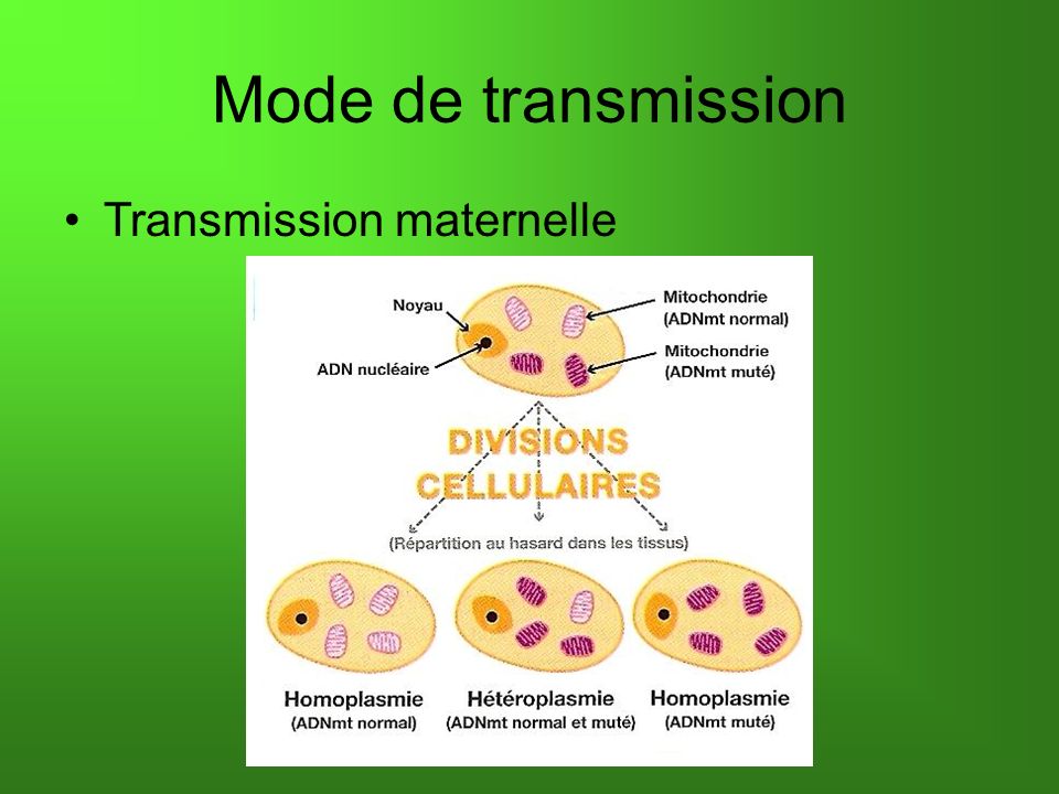 Mode de transmission Transmission maternelle