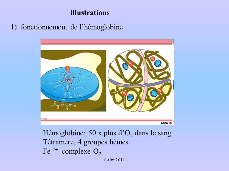 forfor ) fonctionnement de lhémoglobine Hémoglobine: 50 x plus dO 2 dans le sang Tétramère, 4 groupes hèmes Fe 2+ complexe O 2 Illustrations