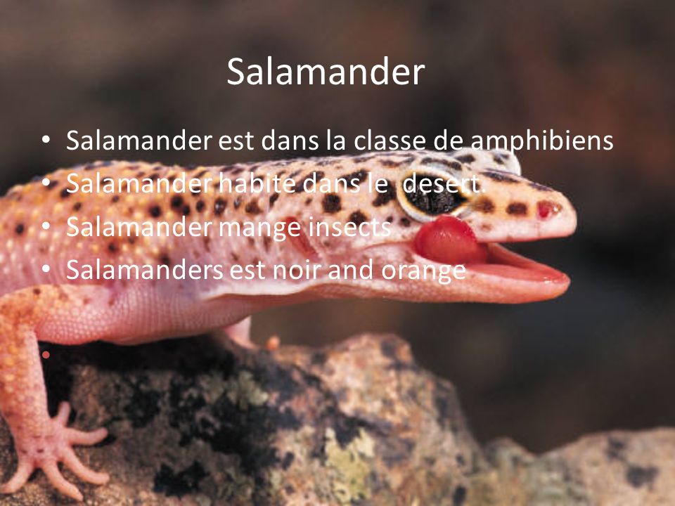 Земноводное т. Земноводные саламандра. Хвостатые земноводные саламандра. Тритон Огненная саламандра язык. Земноводные Тритон и саламандра.
