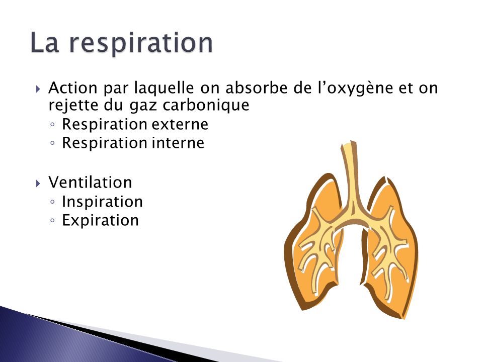  Action par laquelle on absorbe de l’oxygène et on rejette du gaz carbonique ◦ Respiration externe ◦ Respiration interne  Ventilation ◦ Inspiration ◦ Expiration
