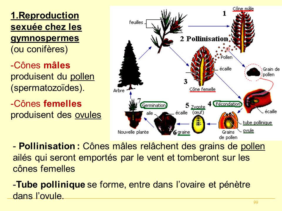 La reproduction sexuée chez les Pinophytes - To Take Nature - La Nature  sous toutes ses formes