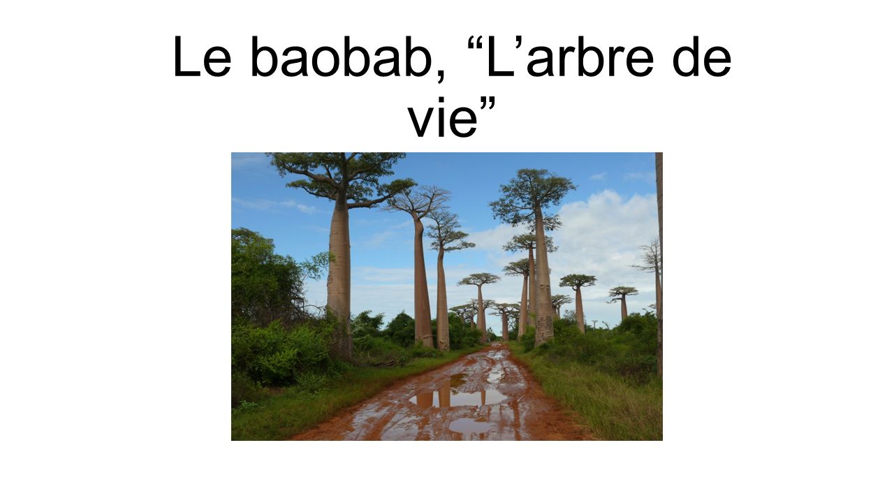 Le baobab, L’arbre de vie