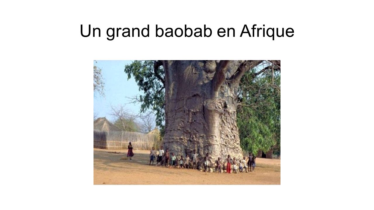Un grand baobab en Afrique