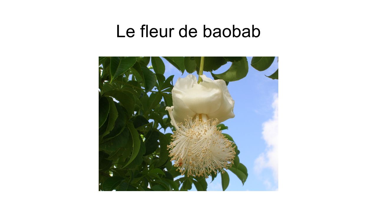 Le fleur de baobab