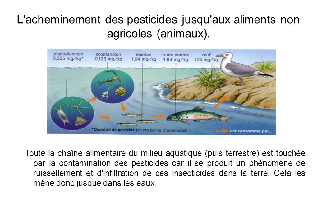 L acheminement des pesticides jusqu aux aliments non agricoles (animaux).