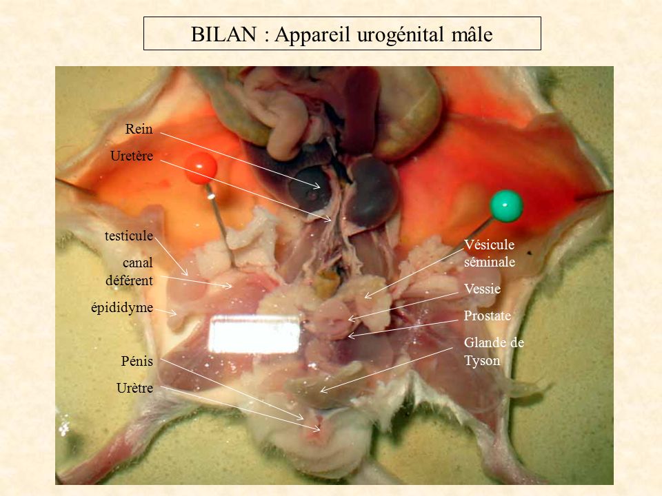 BILAN : Appareil urogénital mâle Rein Uretère testicule canal déférent épididyme Pénis Urètre Vésicule séminale Vessie Prostate Glande de Tyson