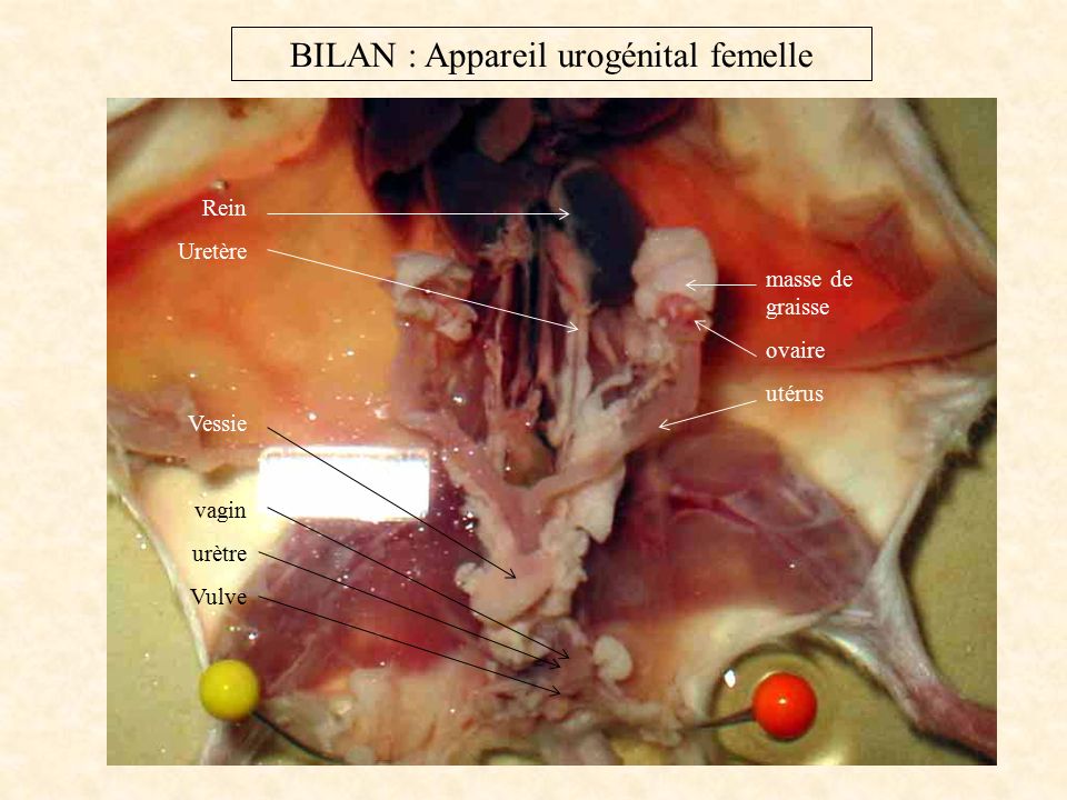 BILAN : Appareil urogénital femelle Rein Uretère Vessie vagin urètre Vulve masse de graisse ovaire utérus