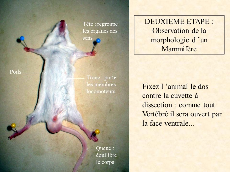 DEUXIEME ETAPE : Observation de la morphologie d ’un Mammifère Fixez l ’animal le dos contre la cuvette à dissection : comme tout Vertébré il sera ouvert par la face ventrale...