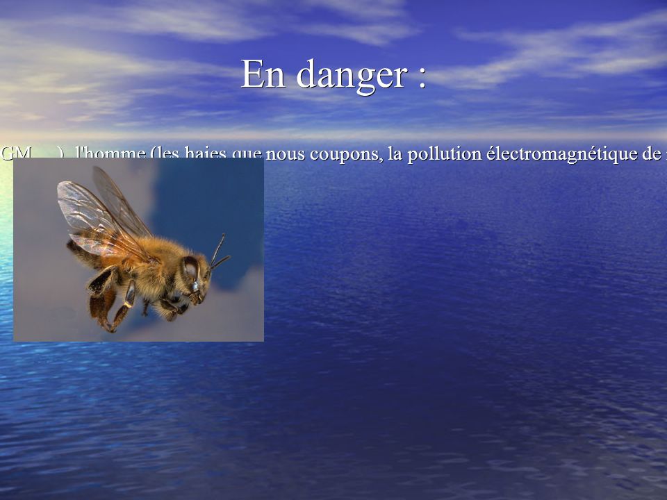 En danger : En 2005, 30% de la population-abeille avait disparu, contre 3 à 5% en 1995.
