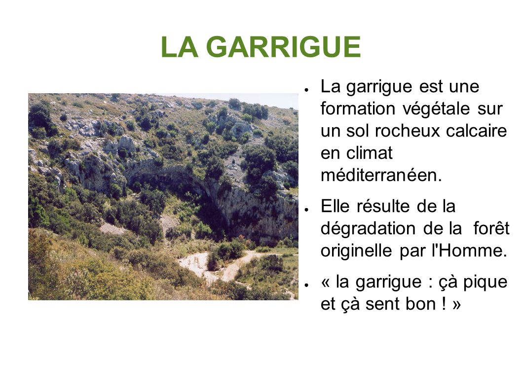 LA GARRIGUE ● La garrigue est une formation végétale sur un sol rocheux calcaire en climat méditerranéen.